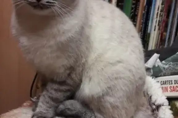 Animaux perdus Le Blanc-Mesnil, photo: Chatte siamoise perdue le 23 juillet