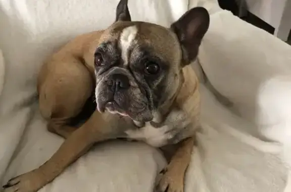 Chien perdu La Jarrie, photo : Bouledogue Français femelle perdue à La Jarrie