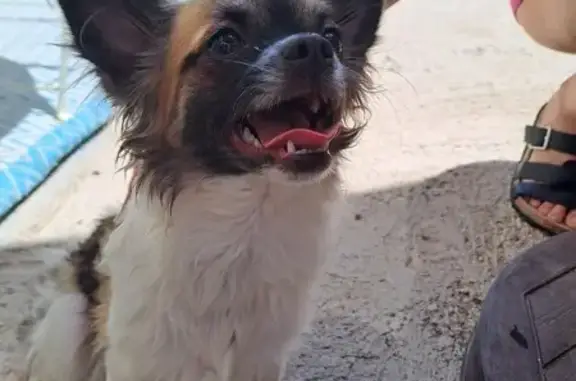 Animaux trouvés Manosque, photo: Chihuahua femelle trouvée à Manosque