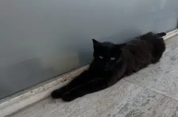 Chat trouvé Nice, photo: Chat noir sociable trouvé Rue Michelet, Nice