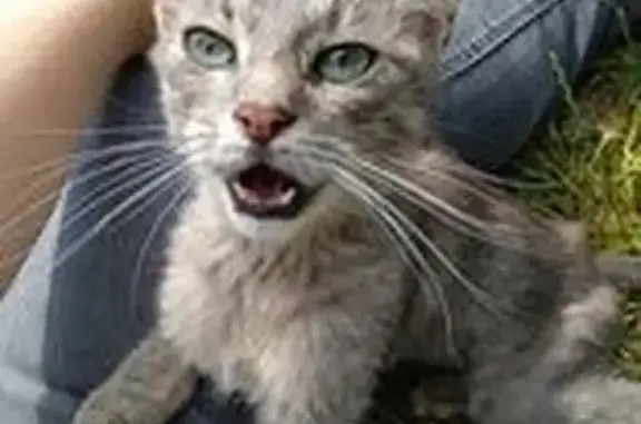 Chatte grise trouvée boitant à Noyelles-lès-Vermelles - photo