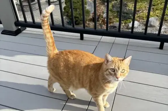 Missing Orange Male Cat: Romeo - Help Us Find Him!