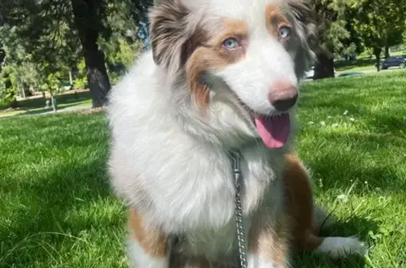 Missing Red Merle Mini Aussie in White City