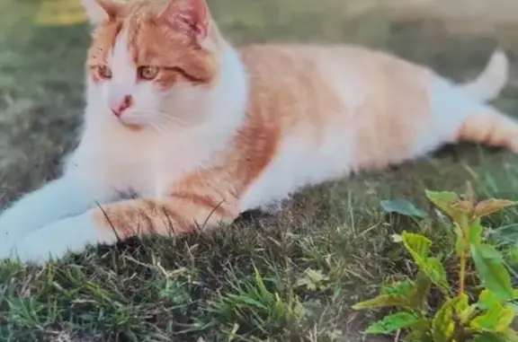 Chat perdu, , photo: Chat perdu : Caramel, mâle roux et blanc
