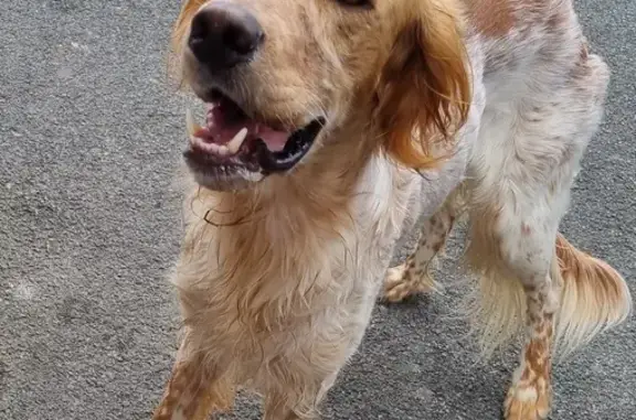 Chien maigre trouvé devant boulangerie à St-Pierre - photo