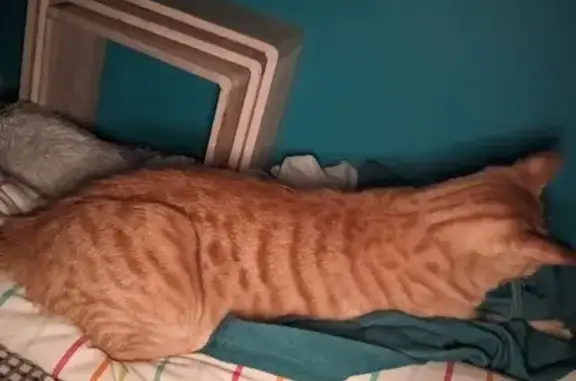 Animaux perdus Bondy, photo: Chat perdu à Bondy Sud, femelle rousse tigrée