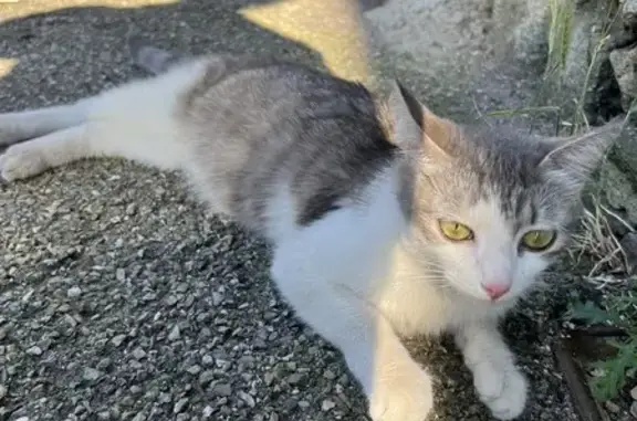 Chat trouvé rue Benoît Frachon, Firminy - photo