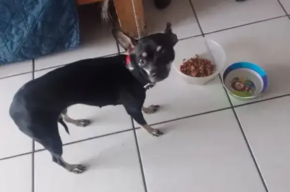 Chihuahua Negra Encontrada en San Luis Potosí