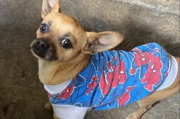 Perro Chihuahua Beige Perdido en Ciudad López Mateos