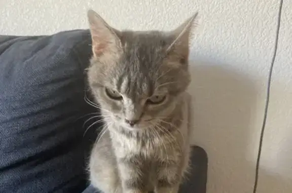 Animaux trouvés , photo: Chat retrouvé dans l’entrée à Ovalie