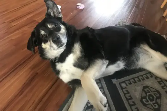 Missing 13 y/o Border Collie Mix - Longbranch