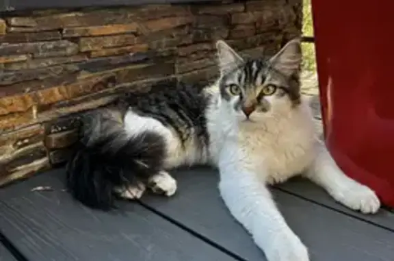 Chat perdu, , photo: Chat 1 an disparu, poils longs, Vallauris
