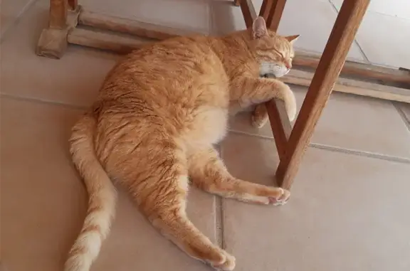 Chat Européen roux perdu à Saint-Brevin - photo