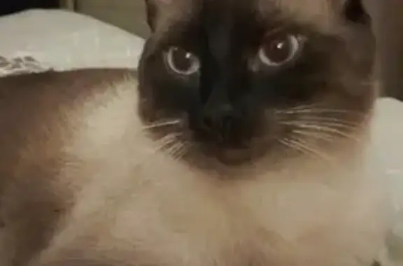 Chat croisé Siamois disparu à Rouen - photo