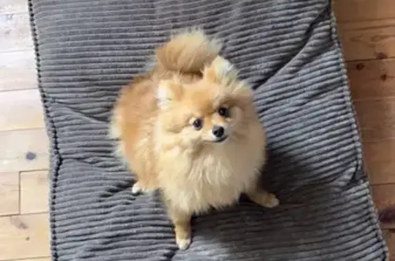 Chien perdu , photo : Chien perdu : Spitz nain femelle, secteur Noordpeene