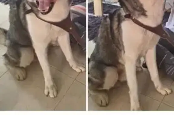 Perro Husky Perdido en Cancún - Ayuda