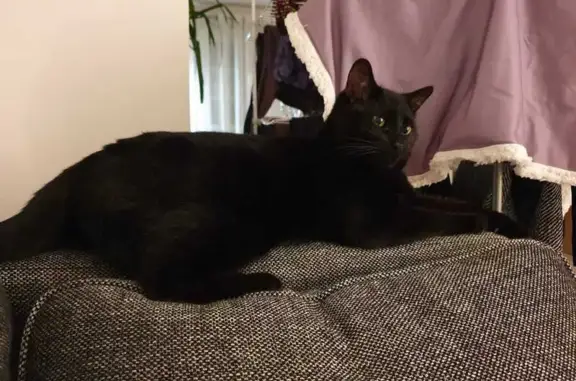 Chat perdu, Ablis, photo: Chat noir perdu à Ablis, 6kg, pucé