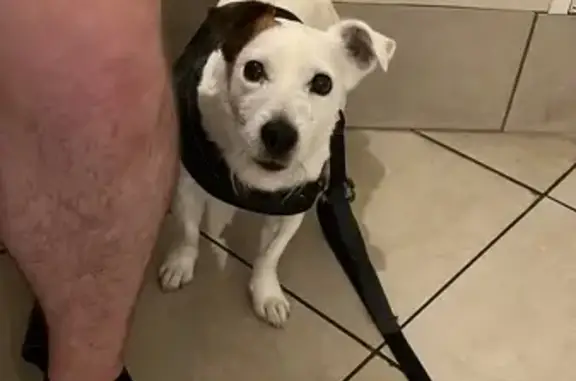 Chien trouvé La Rochette, photo: Jack Russel mâle trouvé à La Rochette