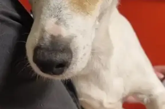 Chien trouvé Thonon-les-Bains, photo: Jack Russel mâle sauvé, Thonon-les-Bains