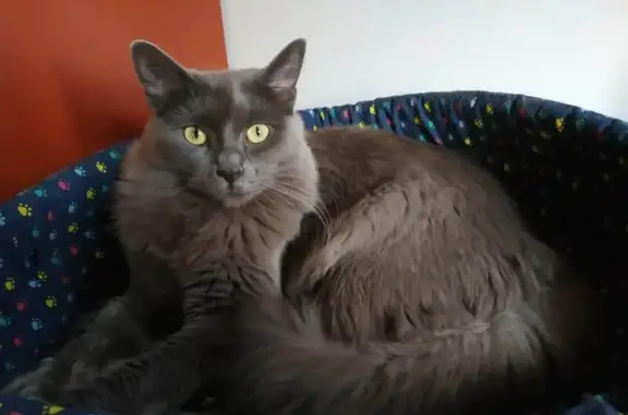 Animaux perdus Barraux, photo: Chatte grise disparue à Barraux