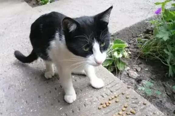 Jeune chat noir et blanc trouvé, mâle stérilisé - photo