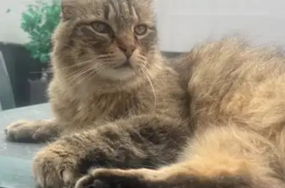 Chat trouvé Rue du Paradis, Moyeuvre-Grande - photo