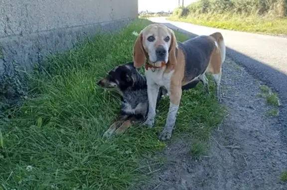 Chiens errants trouvés à Maringes - photo