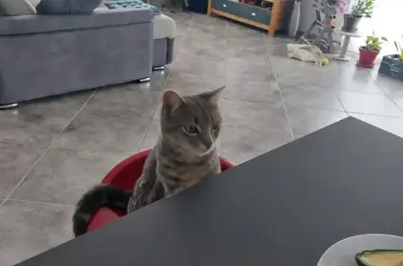 Animaux perdus , photo: Chat gris tigré disparu à Saint-Romain-d'Ay