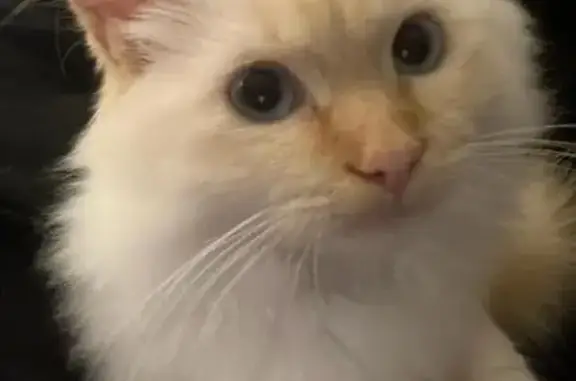 Missing Rag Doll Cat: White with Ginger Ears