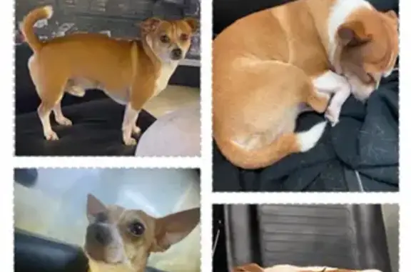 Lost Brown & White Chihuahua on Houston Ave