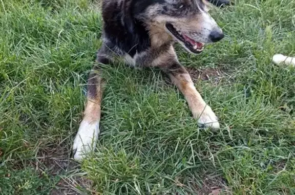 Chiens trouvés errant à Maringes - photo