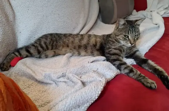 Chat trouvé Brie-Comte-Robert, photo: Chat tigré mâle trouvé, blessé, soins requis