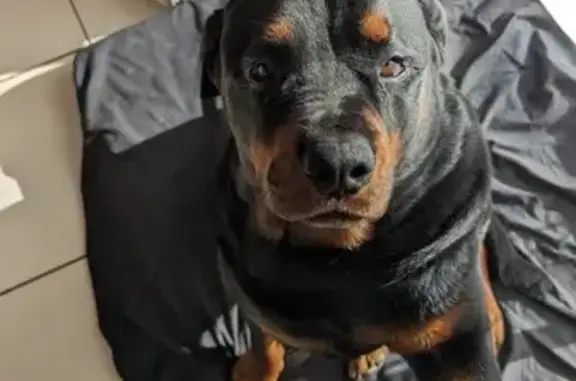 Lost Male Rottweiler on Cobb & Co Dr, Help!