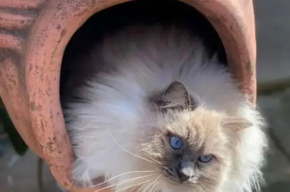 Lost Friendly White Ragdoll Cat in Albury