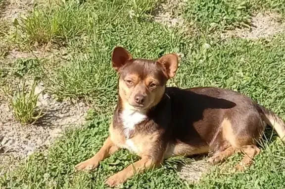 Lost Brown Chihuahua: Black Ha...