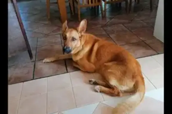 ¡Ayuda! Perro Canela con Morro Negro Perdido