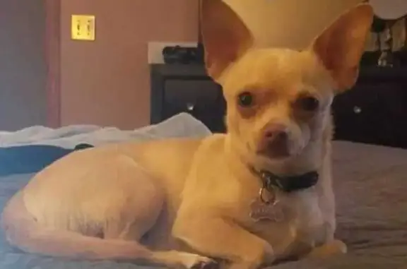 Missing Beige Chihuahua: Torito in Maize, KS