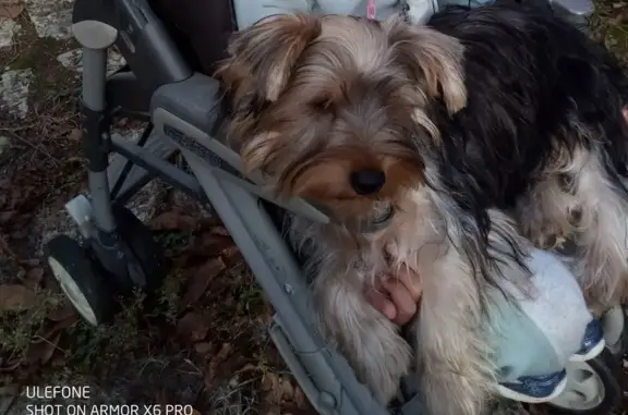 Animaux perdus Luzech, photo: Deux jeunes yorks noirs disparus à Luzech