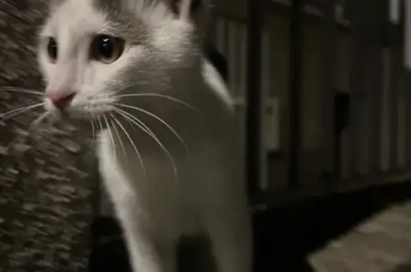 Jeune chatte blanche/tigrée trouvée à Rodez - photo