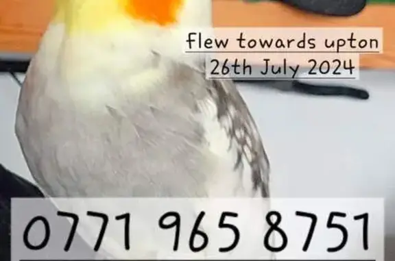 Lost pets , photo: Lost Cockatiel: Purple Rings, Call Now!