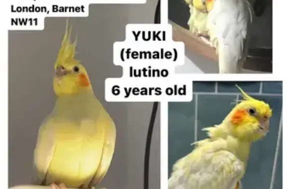 Lost Lutino Cockatiel Yuki: Help Find Her!