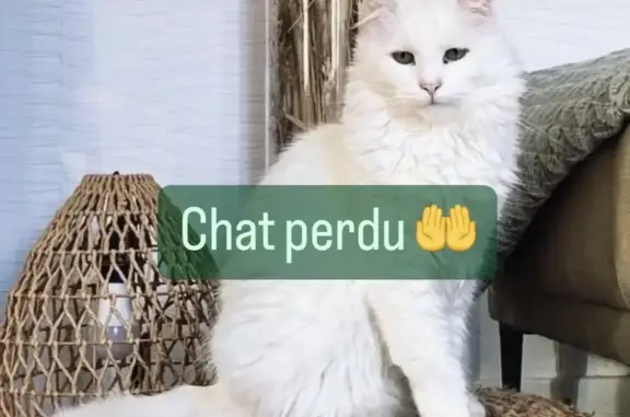 Animaux perdus Bischwiller, photo: Chat blanc disparu à Bischwiller, rue Couronne
