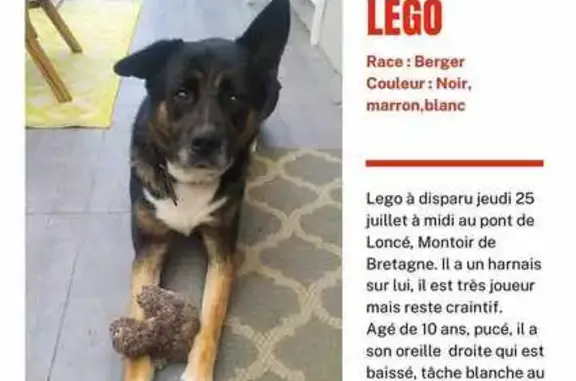 Berger noir 10 ans perdu, Trignac, pucé - photo