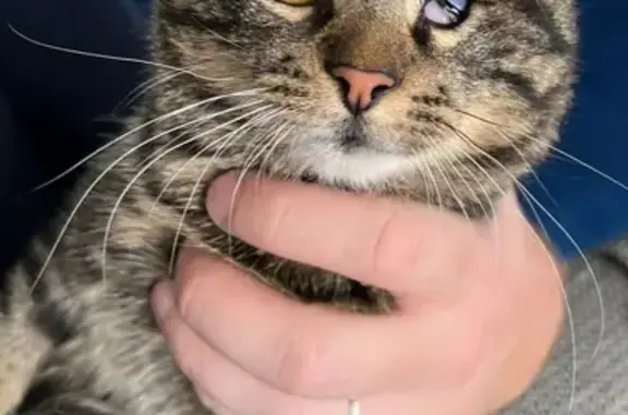 Animaux perdus Limoges, photo: Chat borgne disparu à Beaune-les-Mines