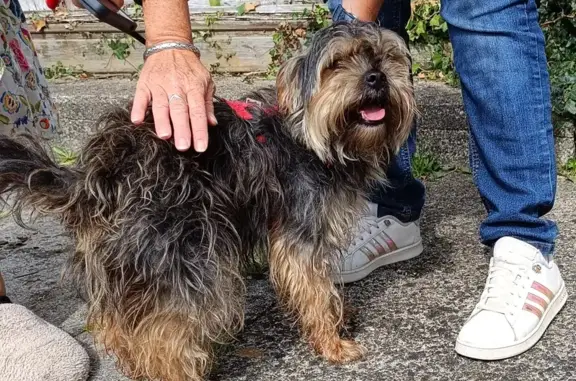 Petit chien noir et beige trouvé à Fouesnant - photo