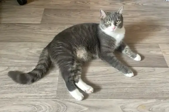 Animaux perdus Halluin, photo: Chat gris et blanc perdu, Rue de la Lys