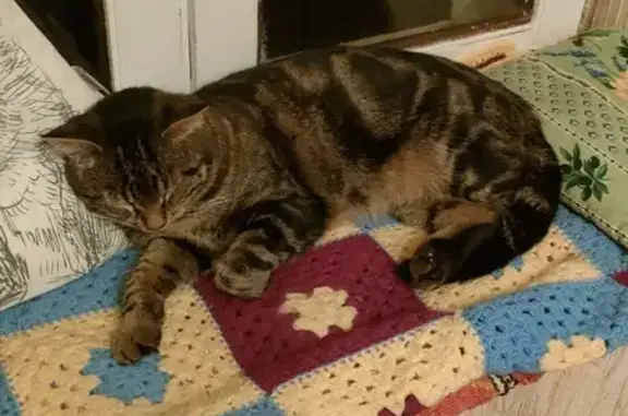 Animaux perdus , photo: Chat européen tabby disparu à Lazenay