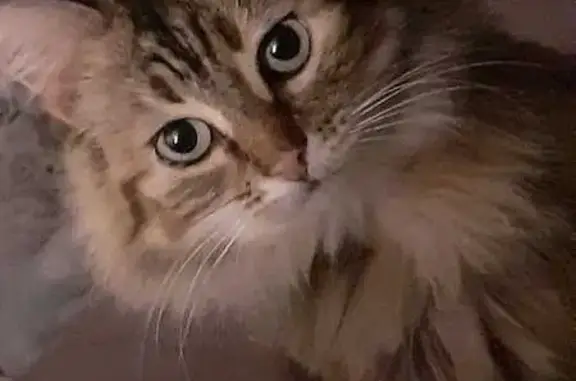 Chat perdu, , photo: Chatte tigrée Sasha perdue à Trégonneau