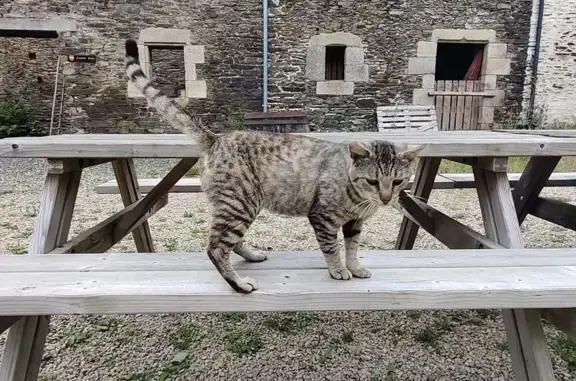 Animaux perdus Plestin-les-Grèves, photo: Chat tigré mâle perdu à Plestin-les-Grèves