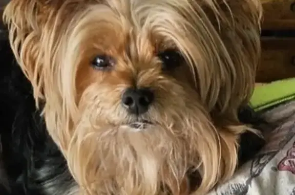 Stolen Yorkie: 6lb, 7yr, Chipped - Indy